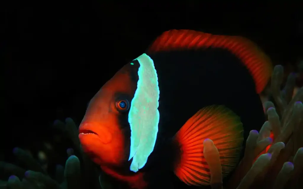 Tomato Clownfish