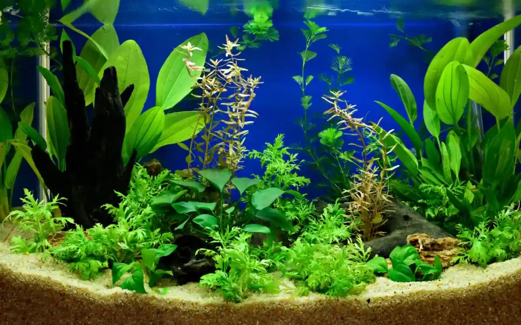 Types of Aquarium Plants by Function