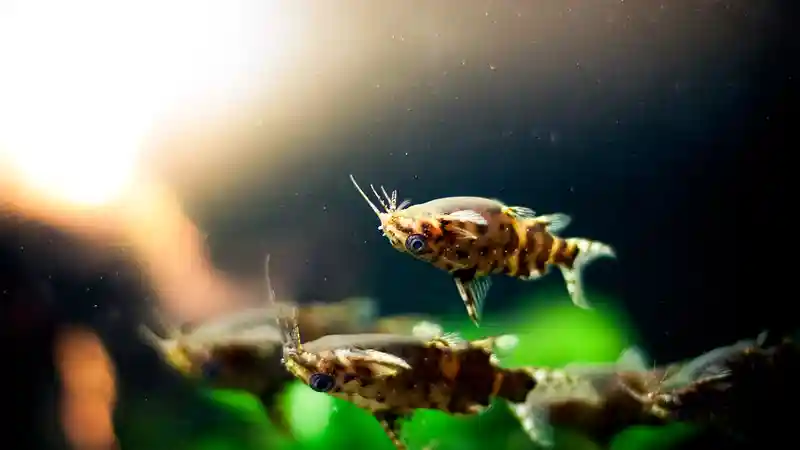 Upside Down Catfish