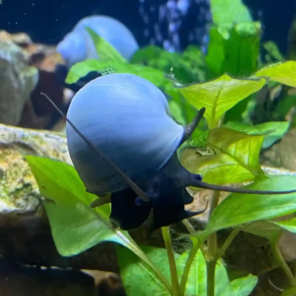 blue Mystery Snails