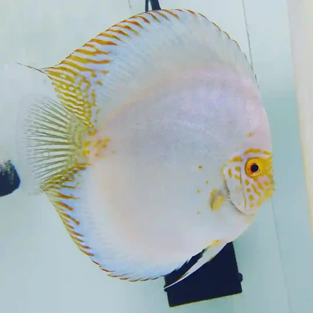 white butterfly discus