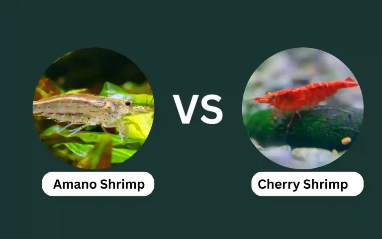Amano vs Cherry Shrimp: Which Is Right for Your Tank?