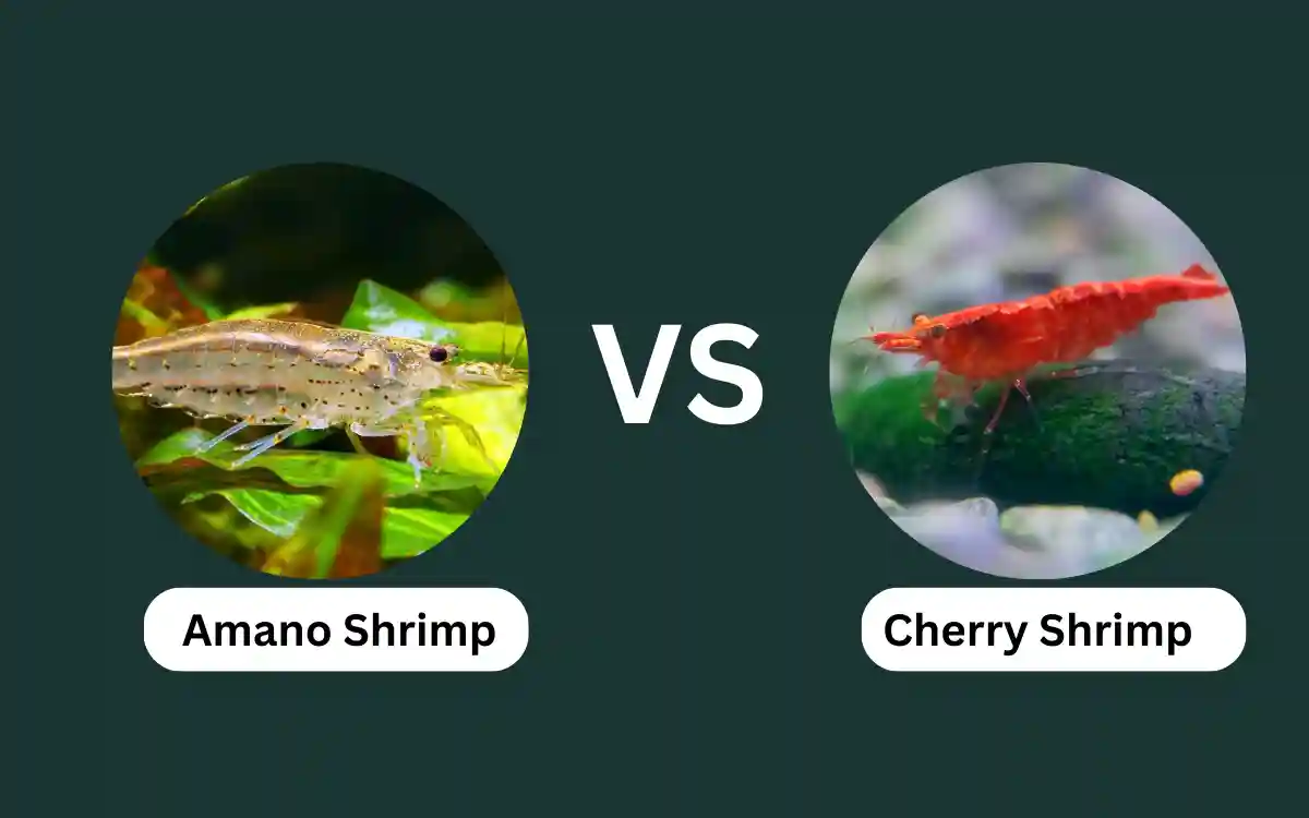 Amano vs Cherry Shrimp: Which Is Right for Your Tank?
