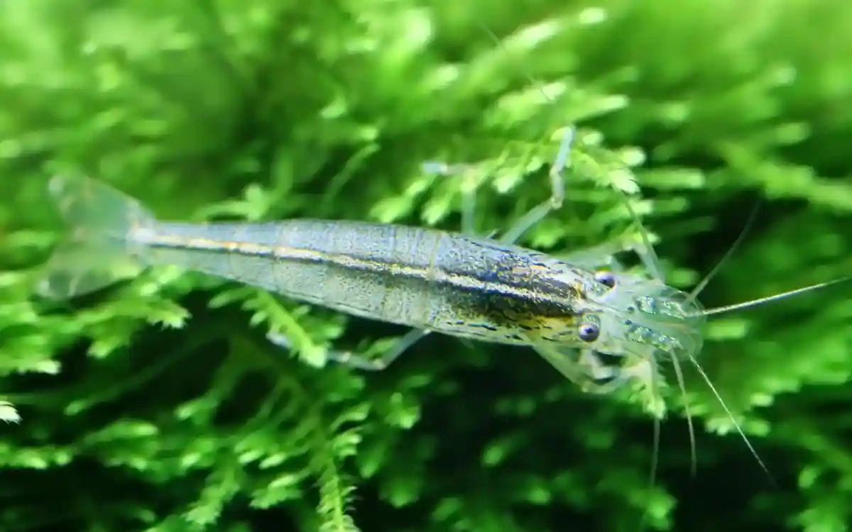 Best Tank Size for Shrimp