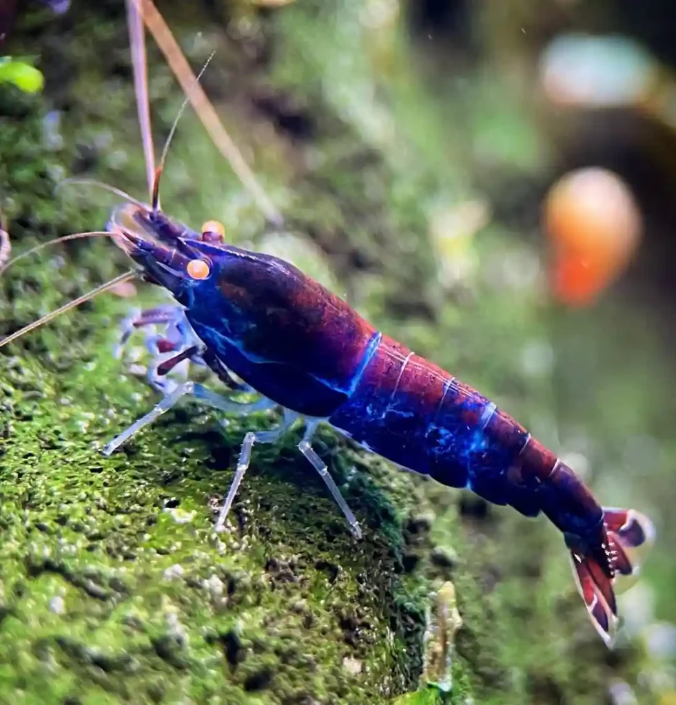 Blue Tiger Shrimp