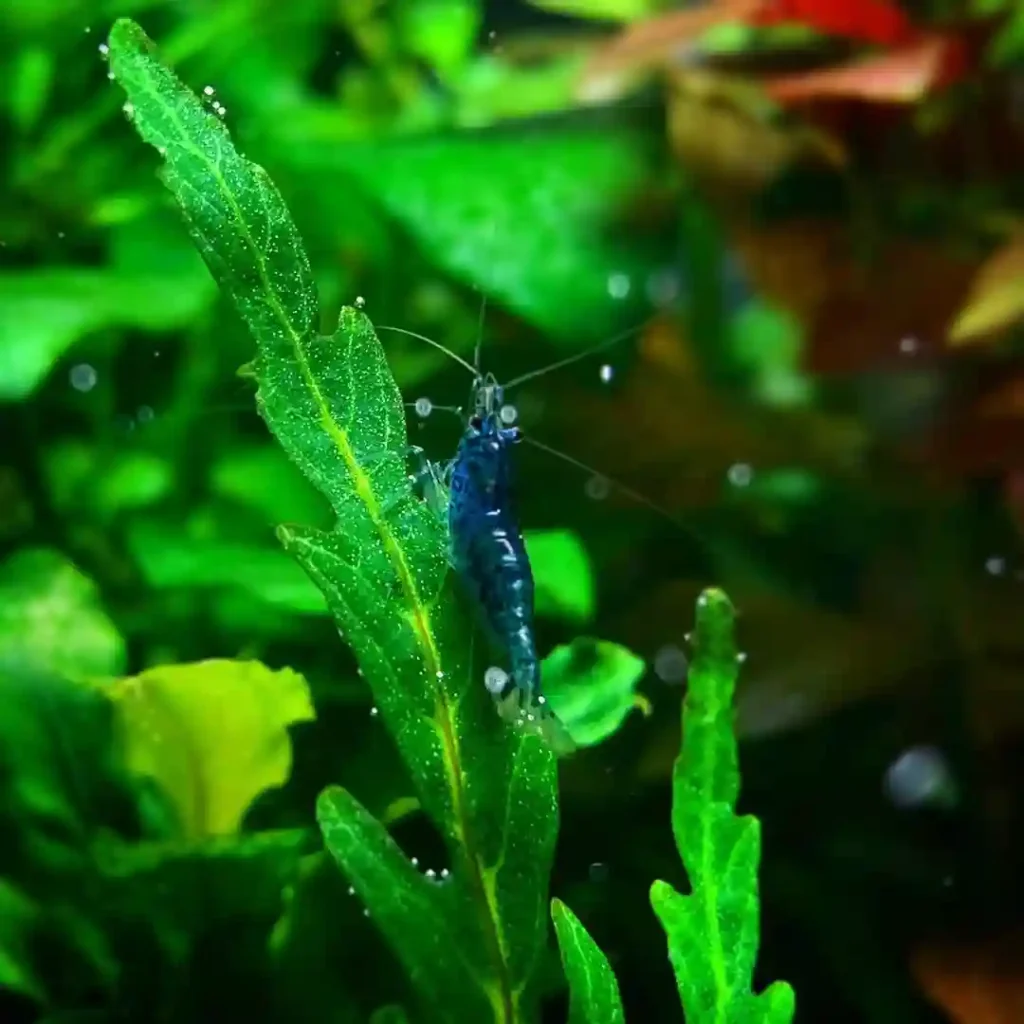 Blue Velvet Shrimp