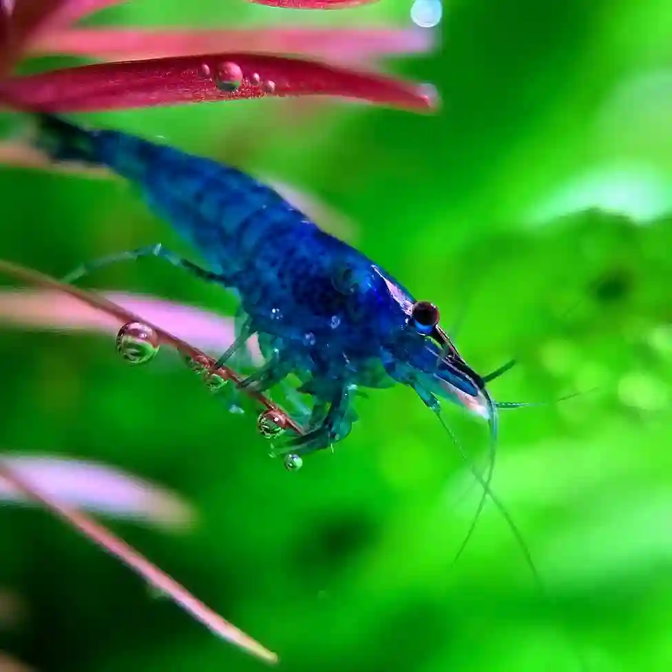 Blue Velvet Shrimp on a aquarium