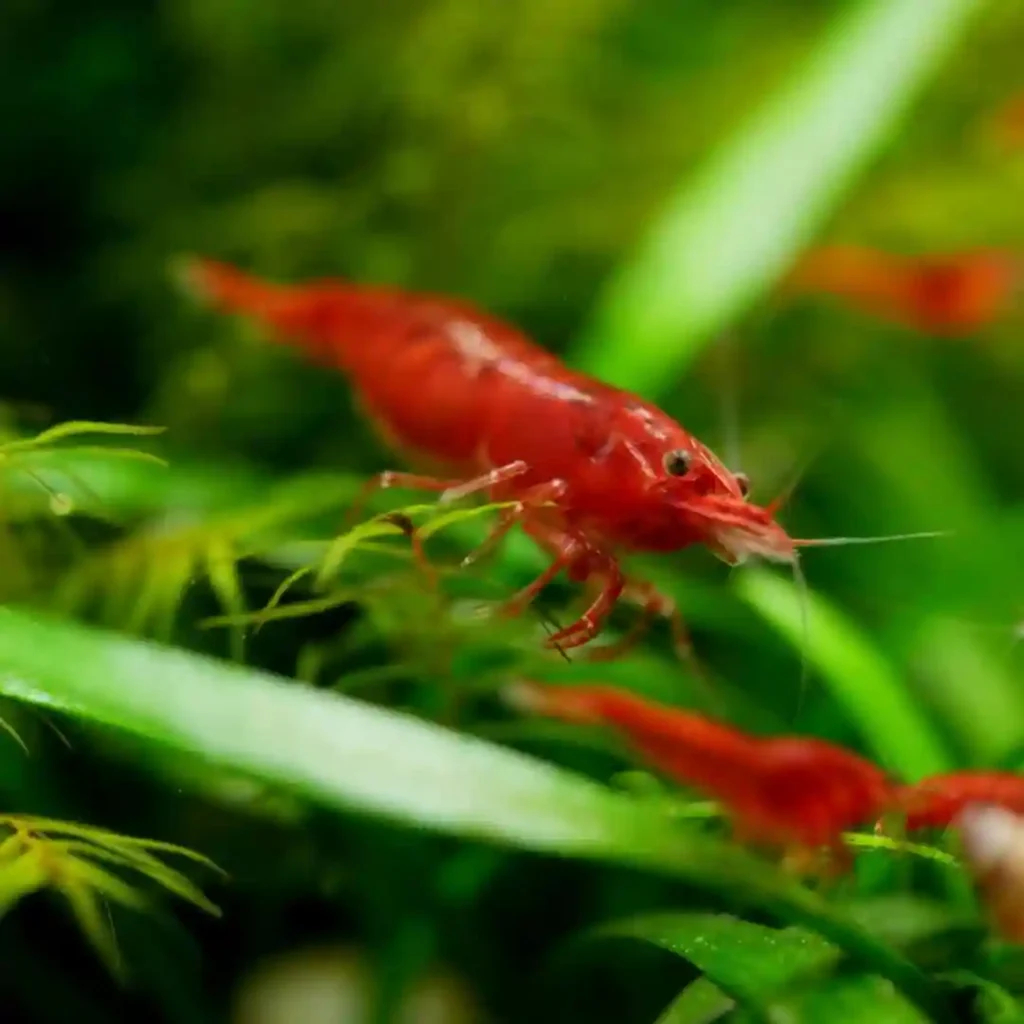 Breeding Shrimp