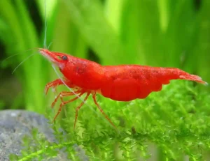 Cherry Shrimp Care