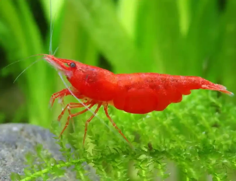 Cherry Shrimp Care