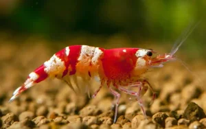 Crystal Red Shrimp