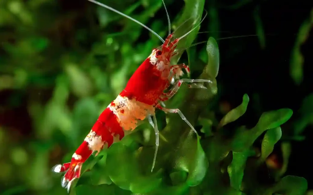 Crystal Red Shrimp Tank setup