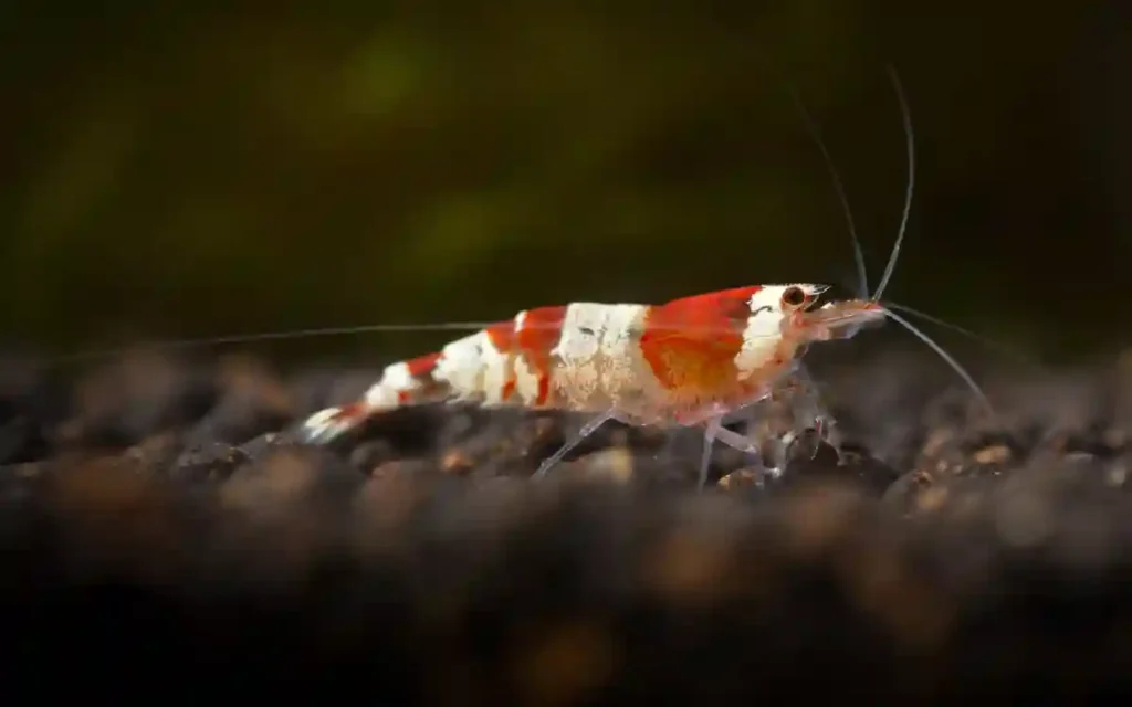 Crystal Red Shrimp tankmates