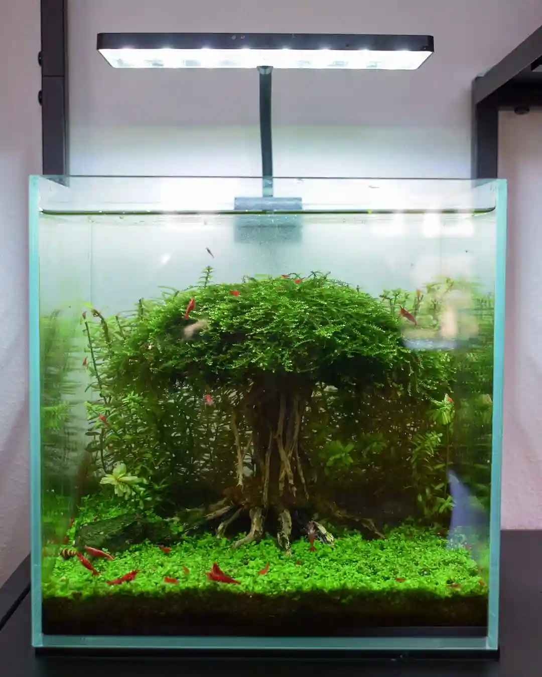 How to Cycle a Shrimp Tank?(Safely & Quickly)