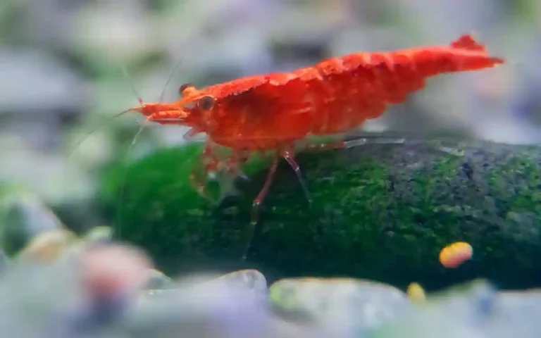 Do Cherry Shrimp Need a Heater