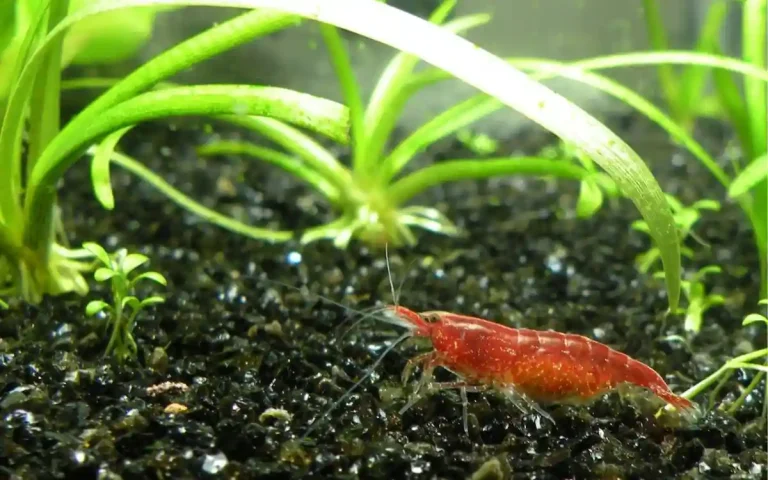 Do Shrimp Need a Filter
