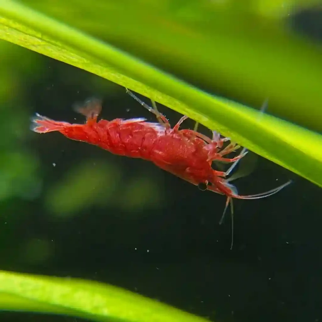 Feed Cherry Shrimp