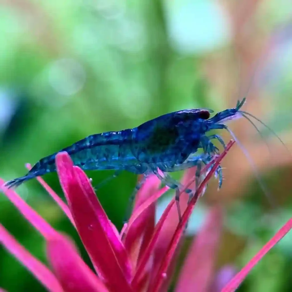 Feeding Your Blue Velvet Shrimp