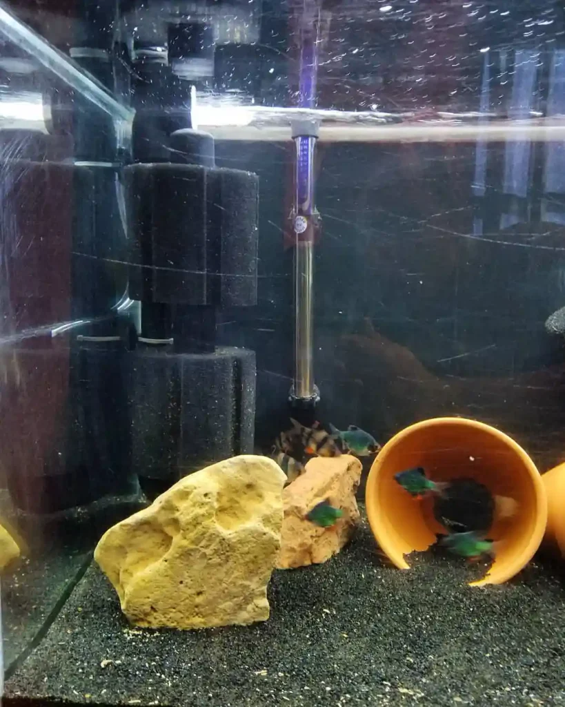 Filter Types for Shrimp Tanks