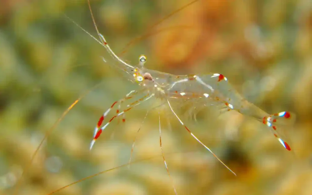 Ghost Shrimp