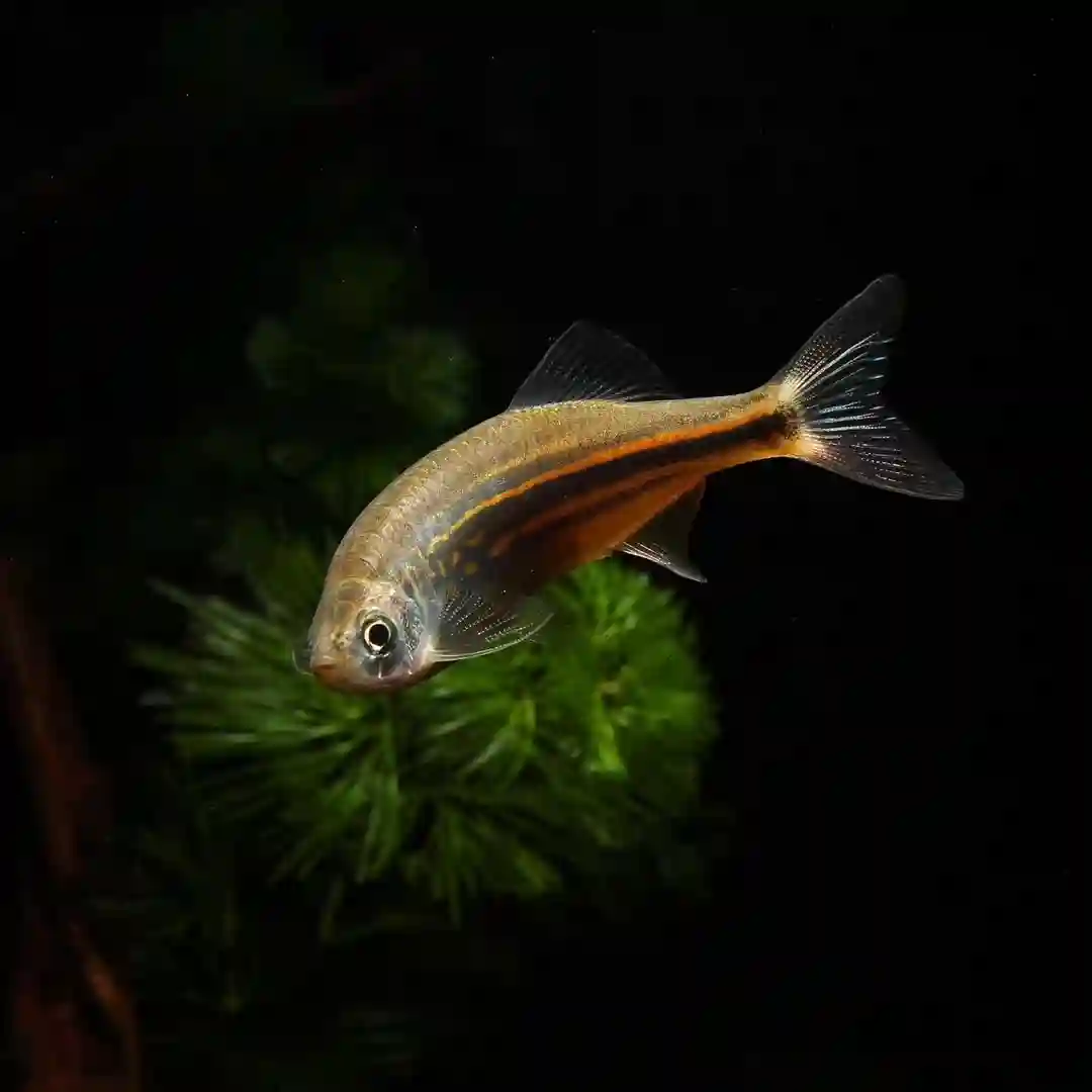 Giant Danios