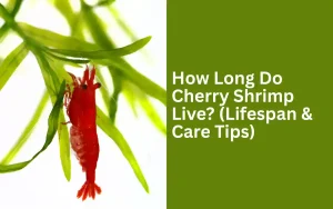 How Long Do Cherry Shrimp Live (Lifespan & Care Tips)