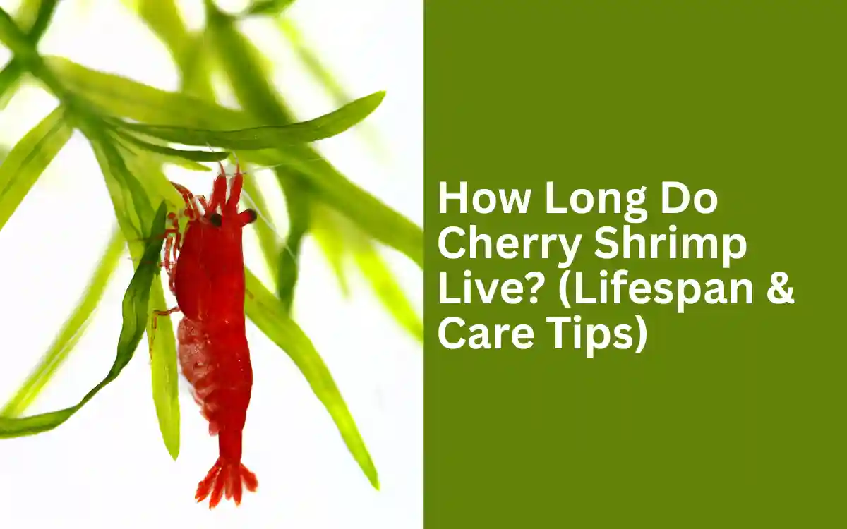 How Long Do Cherry Shrimp Live (Lifespan & Care Tips)