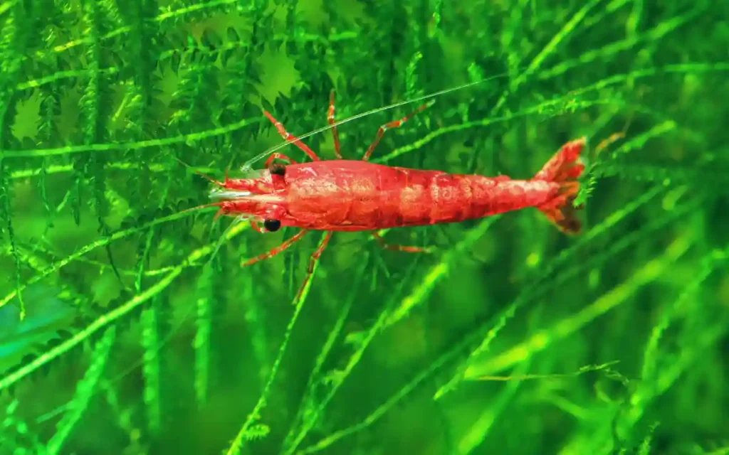 How to Breed Cherry Shrimp