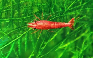 How to Breed Cherry Shrimp