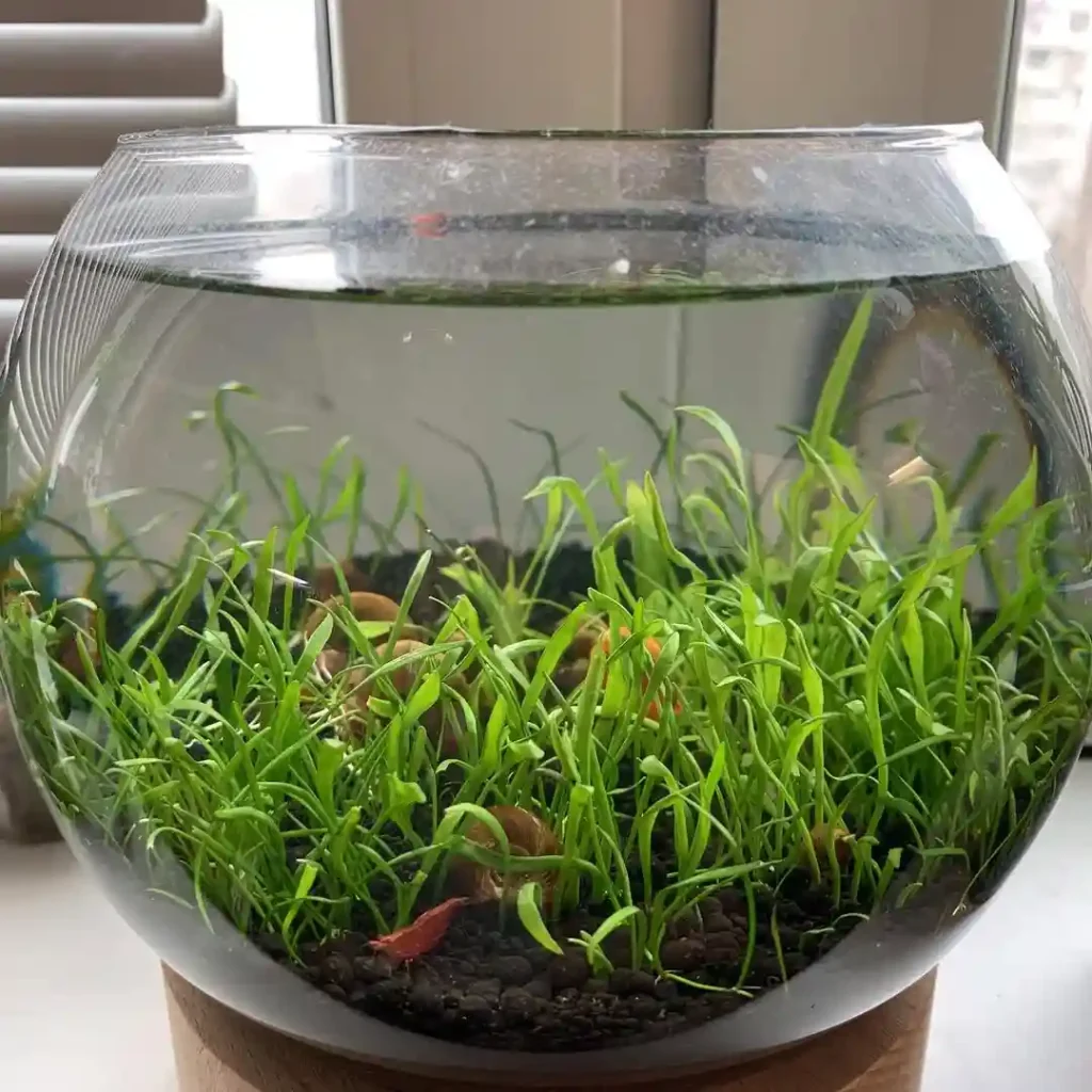 Lilaeopsis Brasiliensis