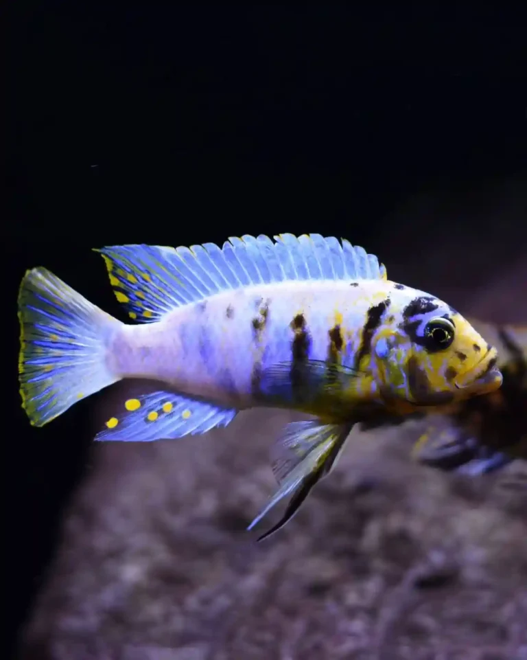 10 Best Types of Cichlids for Beginners