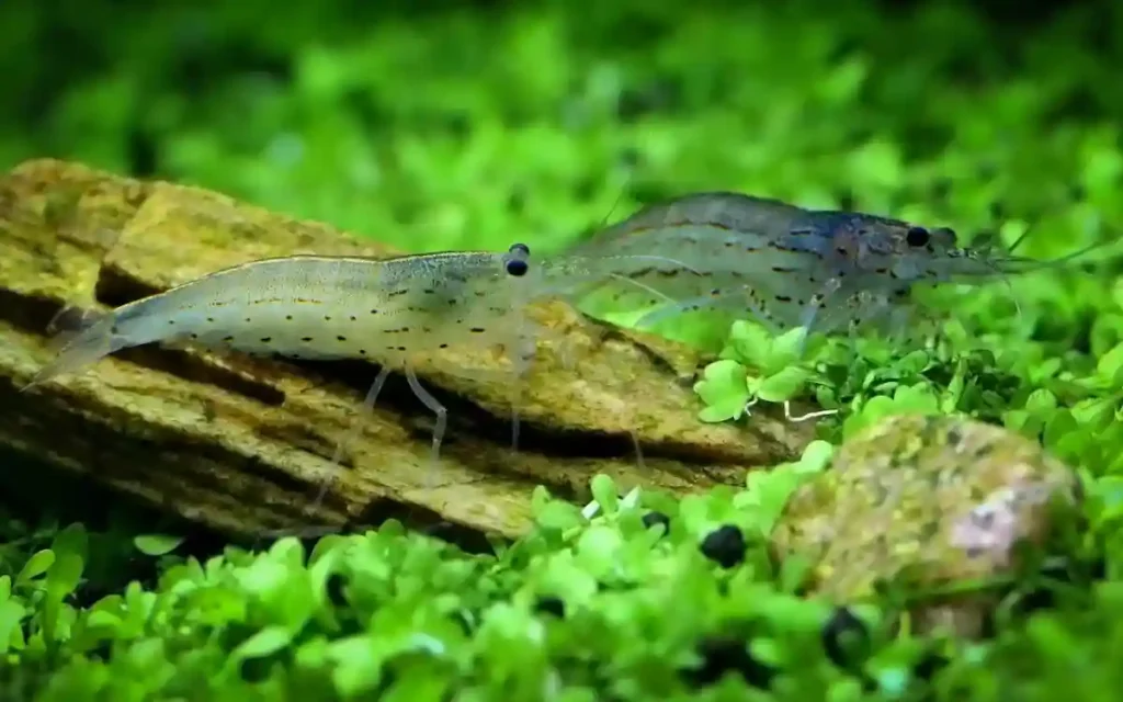 Minimum Tank Sizes for shrimp