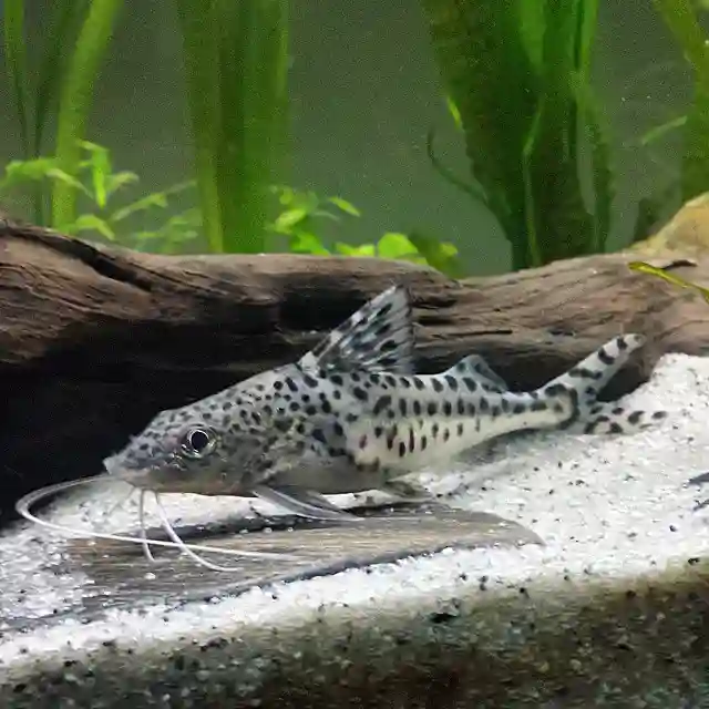 Pictus Catfish