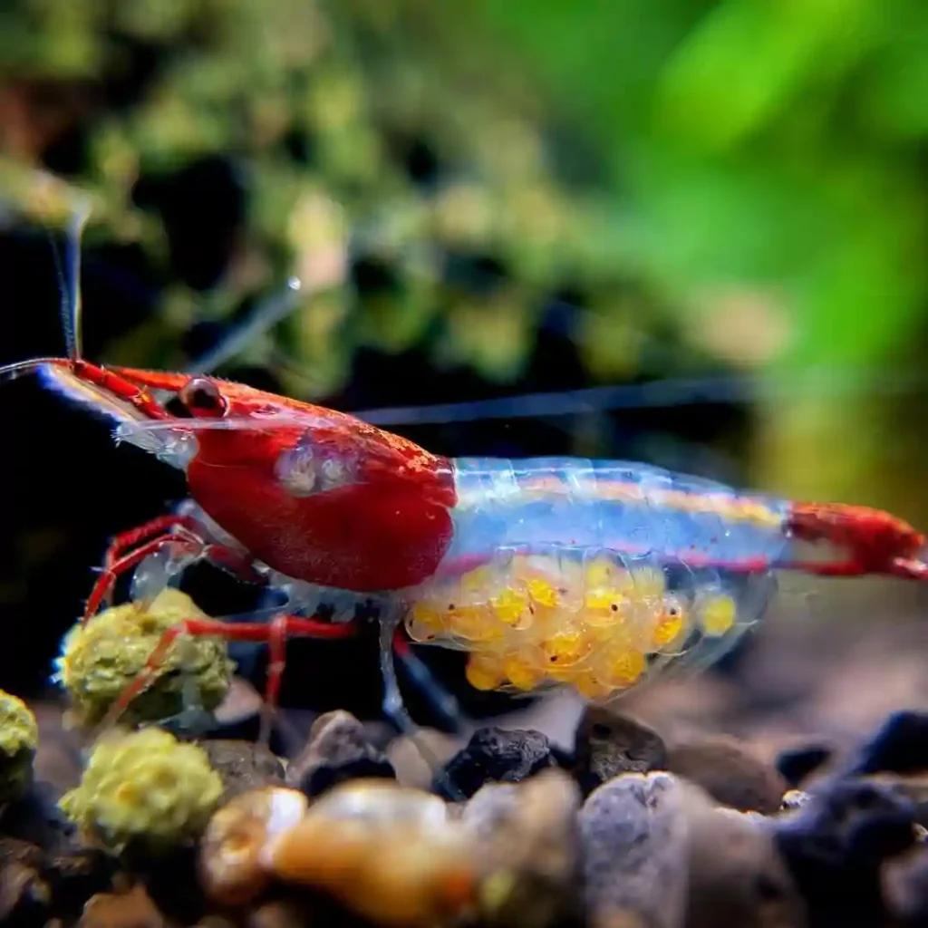 Pregnant Cherry Shrimp