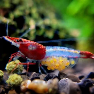 Pregnant Cherry Shrimp