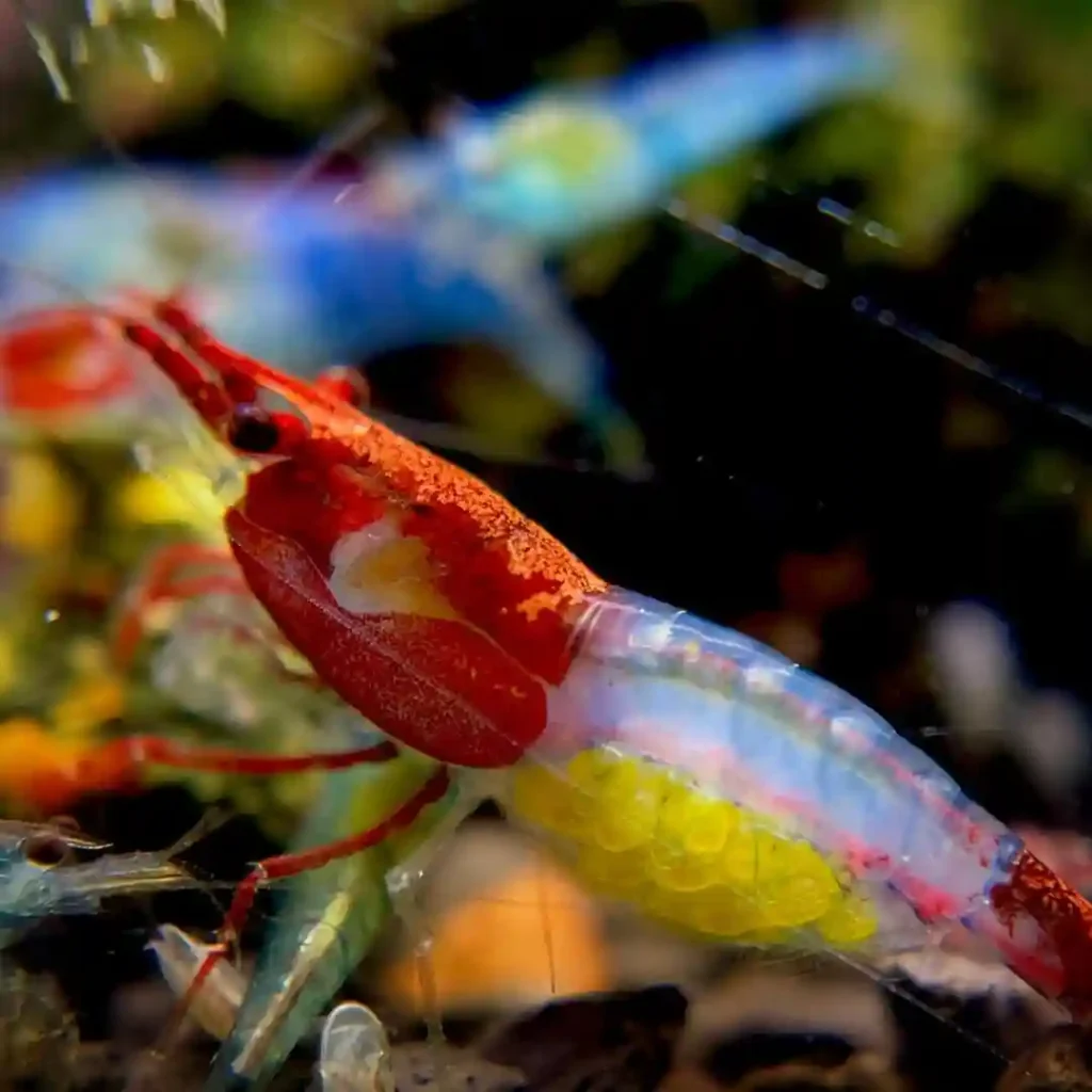 Pregnant Cherry Shrimp care