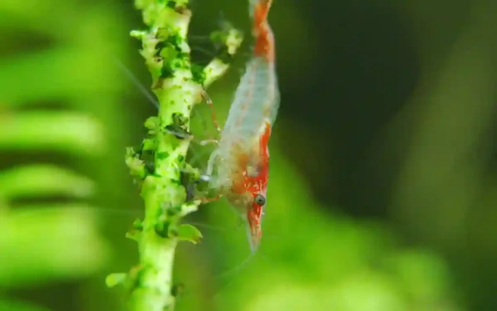 Properly Acclimating Your Shrimp