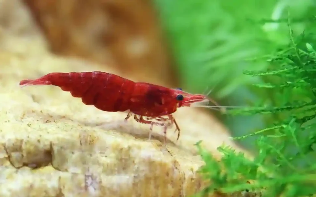 Shrimp Without a Filter