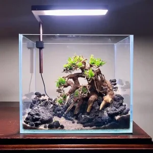 Shrimp for Nano Tanks