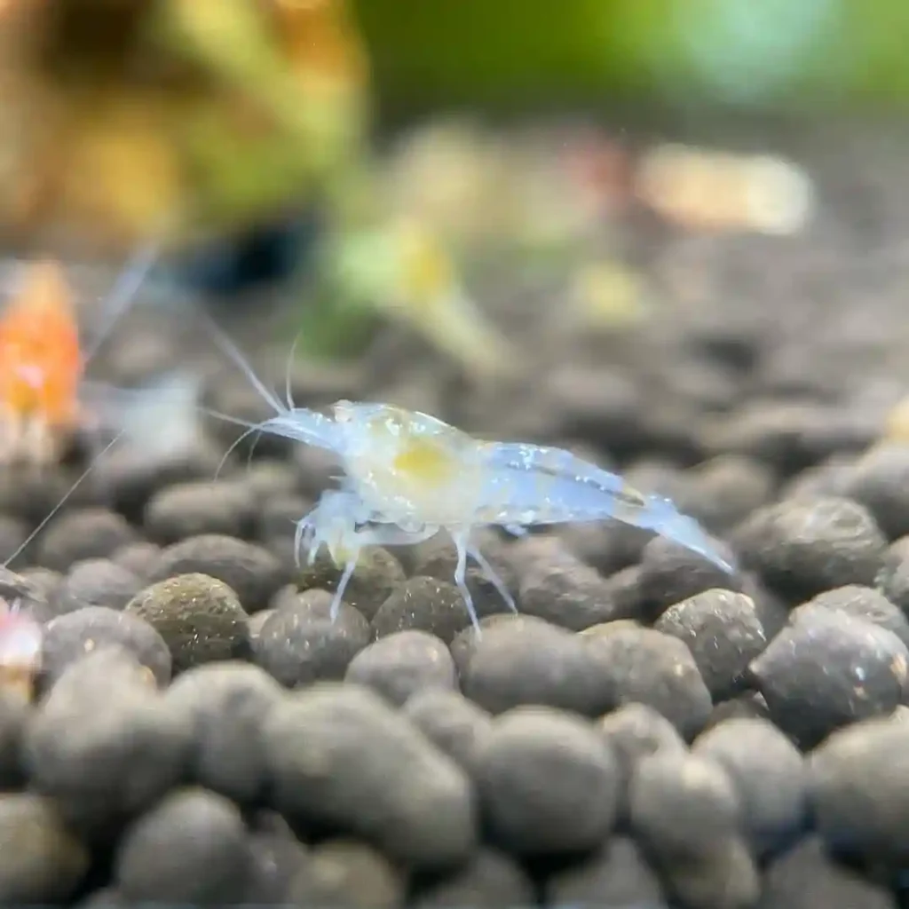 Snowball Shrimp