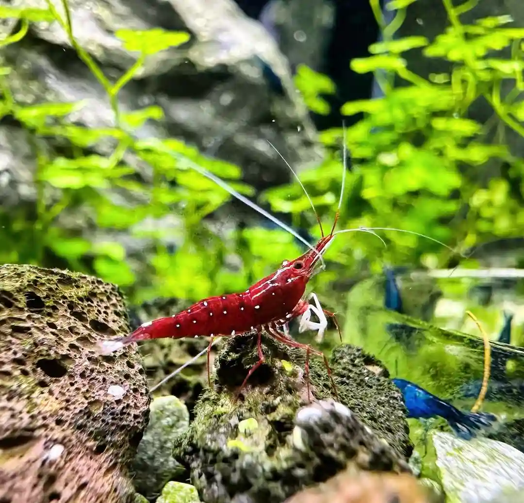 Sulawesi Cardinal Shrimp