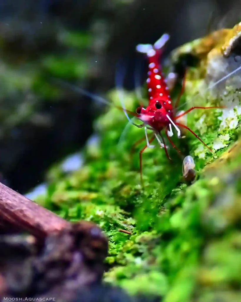 Sulawesi Shrimp Water Parameters