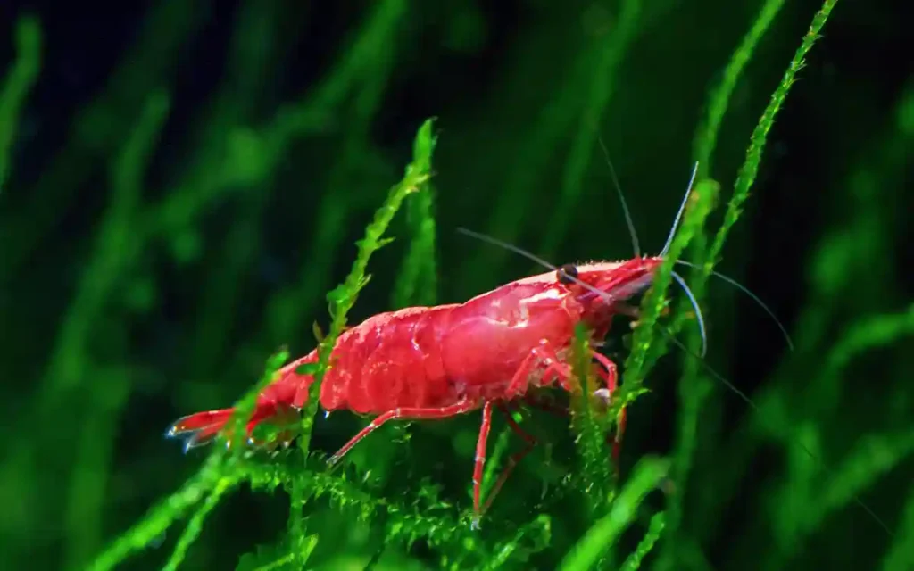 When a Heater Becomes Essential