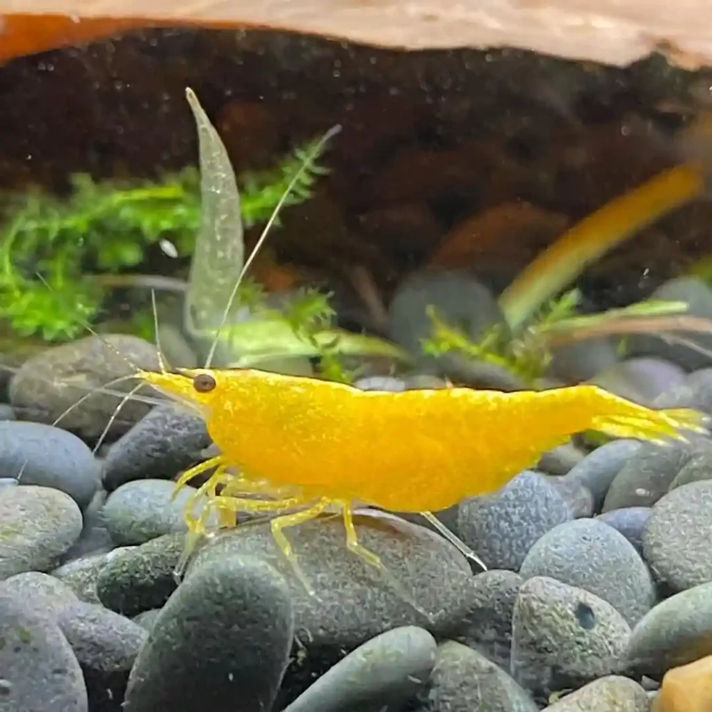 Yellow Gold Shrimp