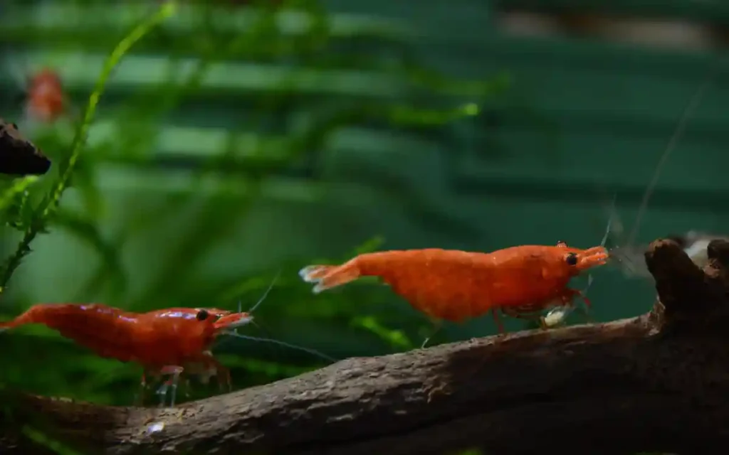 cherry shrimp Breeding