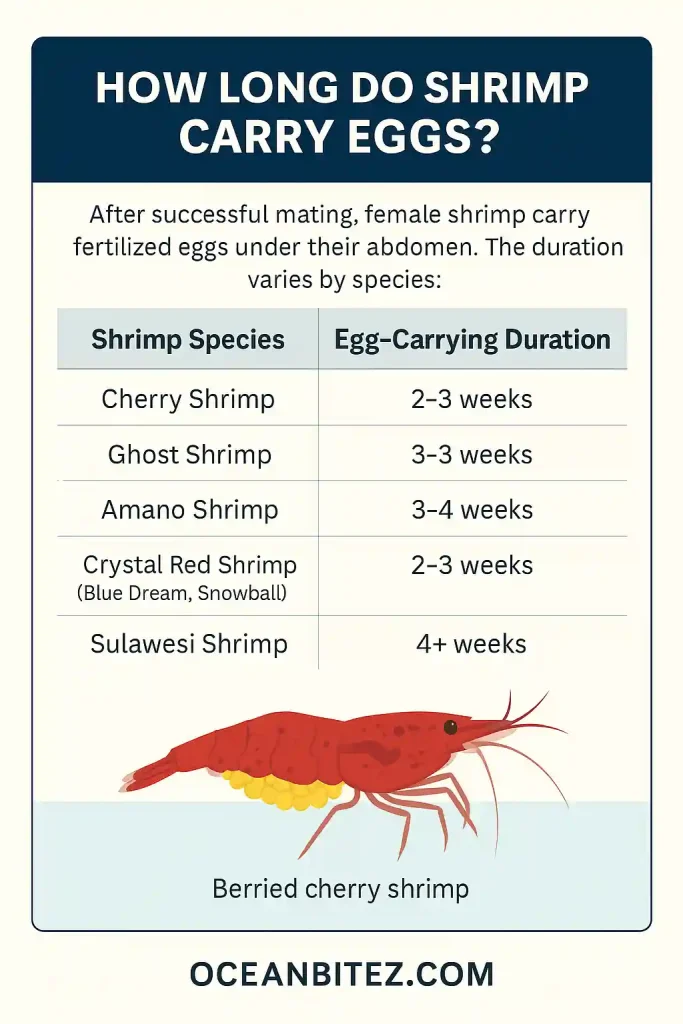 cherry shrimp carry eggs chart