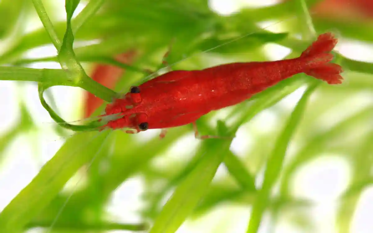 do shrimp carry eggs