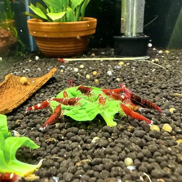shrimp breed in a community tank