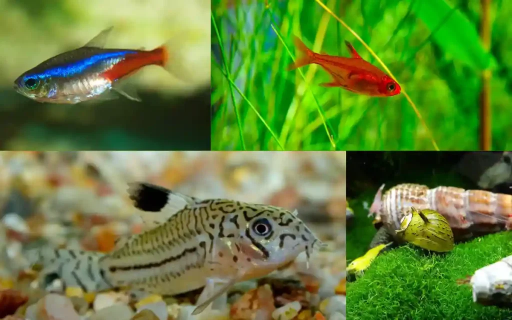 amano shrimp tank mates