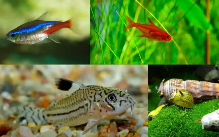 amano shrimp tank mates